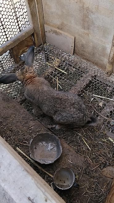 малёк рыбы: Продаю | Кролик самец | Для разведения — 2