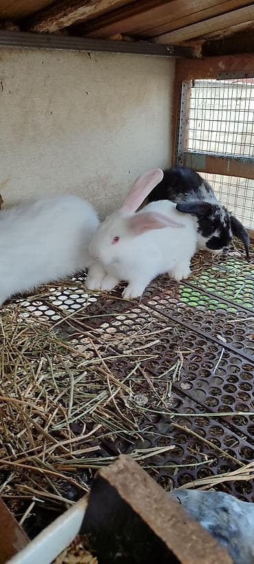 клетки: Продаю | Кролик самец | Фландр | Для разведения | Племенные — 2