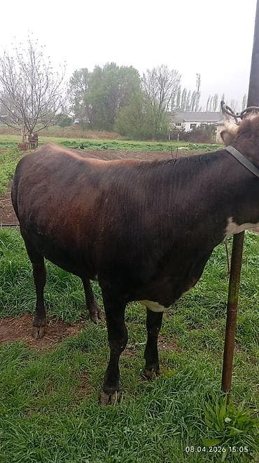 продаются бараны: Продаю | Корова (самка) | Для молока — 4