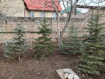 неделю: Саженцы деревьев: Ели, Самовывоз — 4