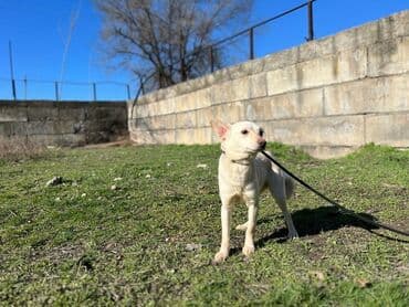 стрижка собак на дому недорого: Ищем дом для молодой стерилизованной девочки. Привита. Привезём сами — 2