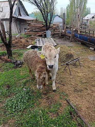 автоматический шприц для животных: Телёнок и ягнёнок токту козу ыргачы сатылат торпок ыргачы повтор — 2