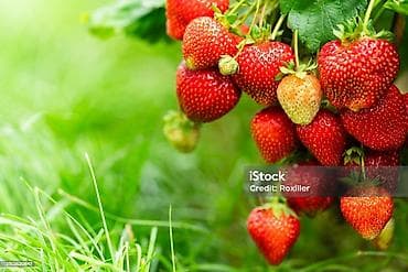 Строим теплицы под ключ! 5 поколение теплиц. Под выращивание клубники