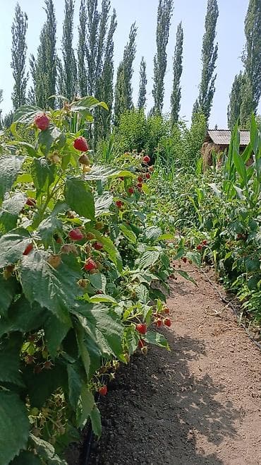 услуги строительных работ: Универсальные услуги для дома, участка и стройки. Виды работ: - — 6