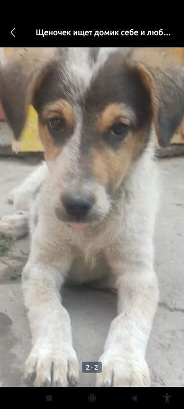 продажа щенков немецкой овчарки с документами в бишкеке: Собака даром: 2 года, Самка, С прививкой — 1