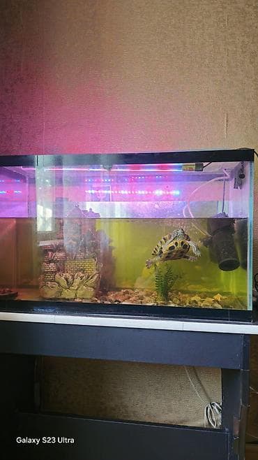 отдам даром рыбок: Аквариумный комплект для водной черепахи - Стеклянный аквариум — 2