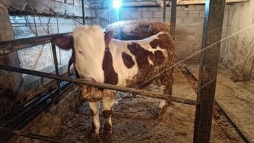 племенные коровы молочные купить: Продаю | Бык (самец) | Монбельярд | Для разведения, Для молока — 6