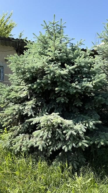 Ели/пихты для ландшафта (несколько взрослых экземпляров) - Породы