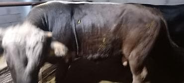 дойный каровы: Продаю | Бык (самец) | Швицкая | На откорм | Привязанные — 1
