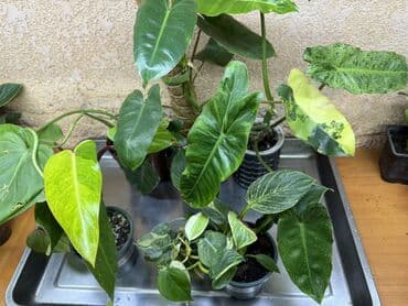 Фил Билли мрамор Фил бурле Маркс Фил бразил Фил медуза Фил at lalafo.kg Фил Билли мрамор Фил бурле Маркс Фил бразил Фил медуза Фил