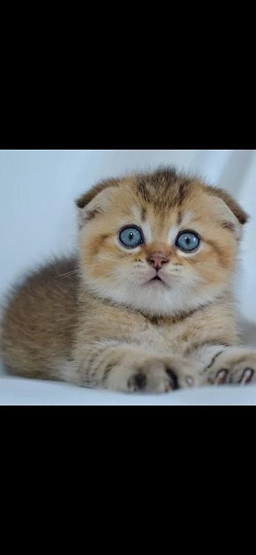 Скотиш Фолд (Шотландская вислоухая), 1 месяц, Мальчик, Золотая шиншилла, Приучена к лотку