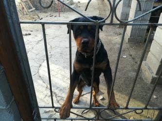 ротвелер: Ротвейлер ищет подругу без родословной,но с харизмой — 1