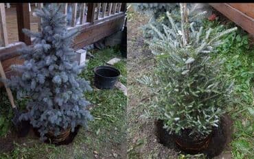 работу разнорабочий: Посадка,пересадка хвойных,карликовых,фруктовых,и декоративных — 2