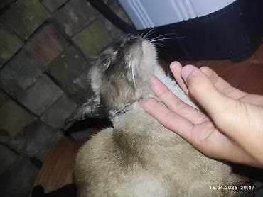 бенгальские кошки бишкек: Девочка, Приучена к лотку — 5