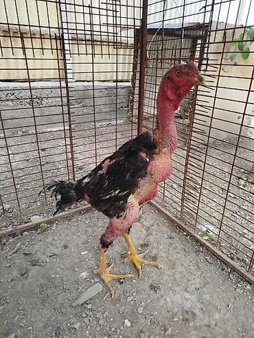 кролики ош: Продаю | Куры — 3