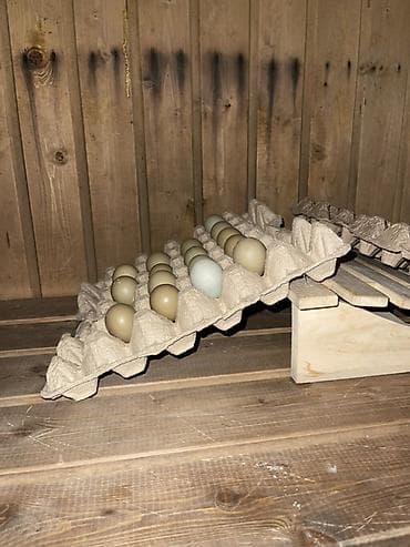 кошка домашняя: Инкубационные яйца фазана (порода румынские и есть еще охотничья — 3