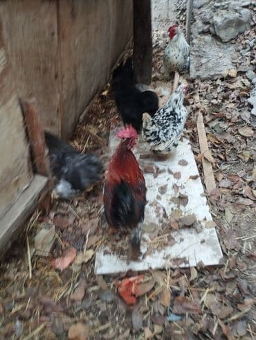 в связи с переездом отдам попугая жако в добрые руки: Продаю | Куры | Кохинхин | Для разведения — 25