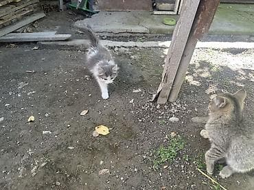 Кошки: Отдам в добрые руки. Котята домашние, разного окраса — 3