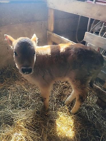 скупка быков: Продаю | Музоо, торпок | Для молока | Искусственник — 3