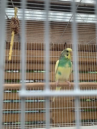 жердочка для волнистого попугая: Волнистый попугай - Окрас: жёлто‑зелёный с чёрным рисунком на — 1