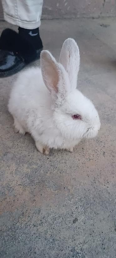 Белый кролик-альбинос с красными глазами. Плотная пушистая шерсть