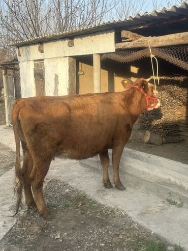 дойный коров: Продаю | Корова (самка), Тёлка, Музоо, торпок | Симментальская — 6