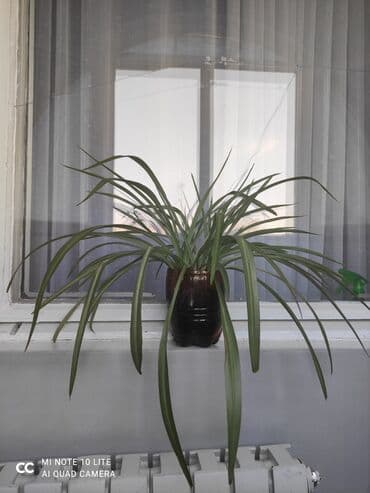 растения для аквариума: Комнатные растения в горшках: 1) Хлорофитум (Chlorophytum comosum) — — 1