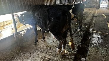 даильный апарат: Продаю | Корова (самка) | Для молока | Привязанные — 2