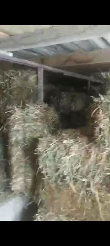 продам формы ульев ппу: Чөп сатылат 800 тюк район Аэропорт — 5