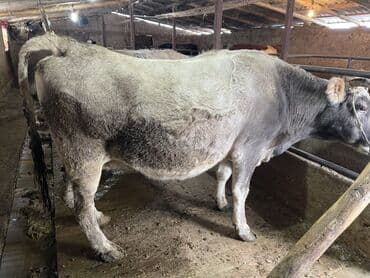 в связи с переездом отдам попугая жако в добрые руки: Продаю | Корова (самка) | Для разведения, Для молока | Стельные — 2
