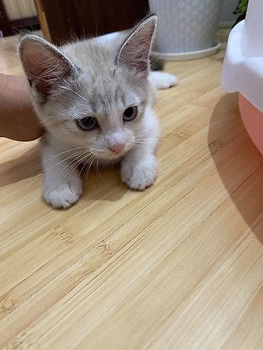 вип котен: Котёнок (мальчик)с голубыми глазами Игривый, ручной, реагирует на — 3
