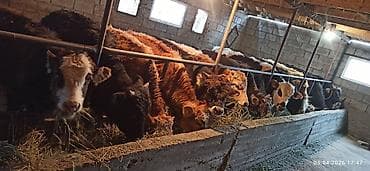 местный кукуруза: Продаю | Бык (самец) | Полукровка | На откорм | Привязанные — 2