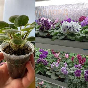 Продаю детки (100-150 с), свежесрезанный лист (40 с) и взрослые