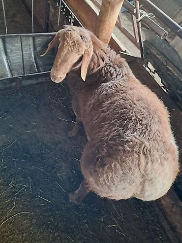 собаки токмок: Сатам | Кочкор (эркек) | Гиссар | Көбөйтүү үчүн | Асыл тукумдуу — 2