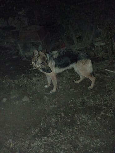 Вязка собак: Немецкая овчарка, 2 года, Самка, С родословной — 2