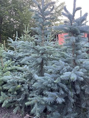 кара гилас: Ель голубая (Picea pungens ‘Glauca’) — саженцы из грунта. - Порода — 3