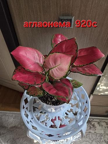 Сингониумы: Аглаонема (розово-зелёная декоративнолистная) — 920 с. - Компактный — 1