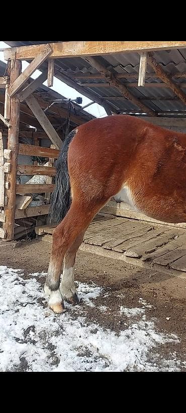 машинки для стрижки животных: Продаю | Кобыла (самка), Конь (самец), Жеребец — 4