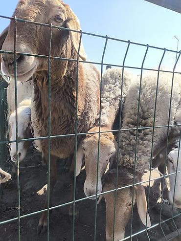 тай арзан: Продаю | Овца (самка) | Для разведения | Матка — 1