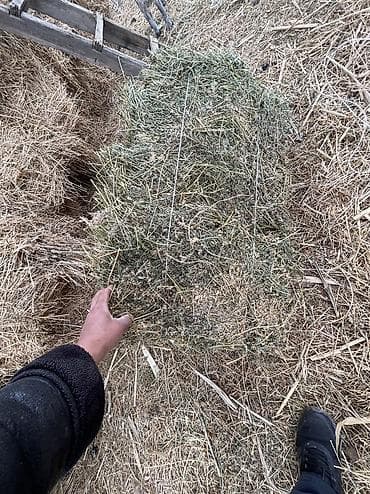 кыргыз тайган ит: Продаю чистый зеленый клевер второй укос ЧАЙ, плотный Кыргызстан — 10