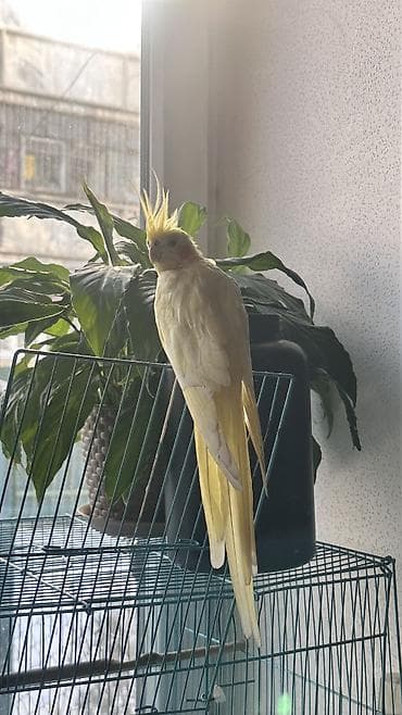 d cat: Попугай с клеткой . Просторная клетка для птиц, выполненная из — 2