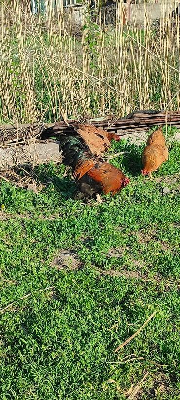 Продаю | Петух | Для разведения — 1
