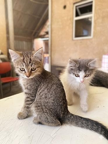 котята джалал абад: Четыре очаровательные сестренки (около 3 месяцев) ищут дом. Все — 3
