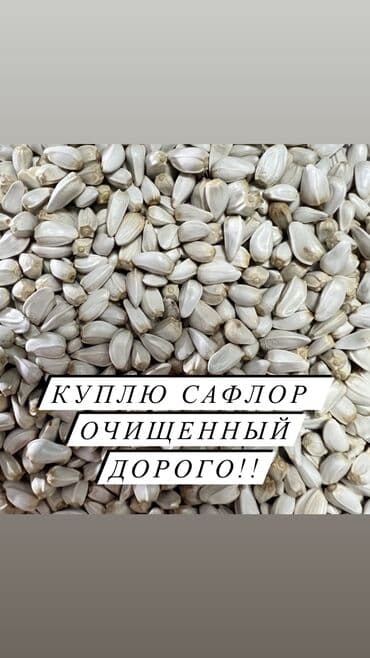 купить семена цветов в бишкеке: Куплю сафлор очищенный город Кара-Балта #сафлор #куплюсафлор — 1