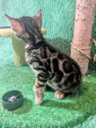 мейн кун бишкек 😺 питомник lyubushka 🐈 купить котенка 🐾 цена фото: Бенгальская, 1 месяц, Мальчик, Приучена к лотку, Проглистована, С документами — 27