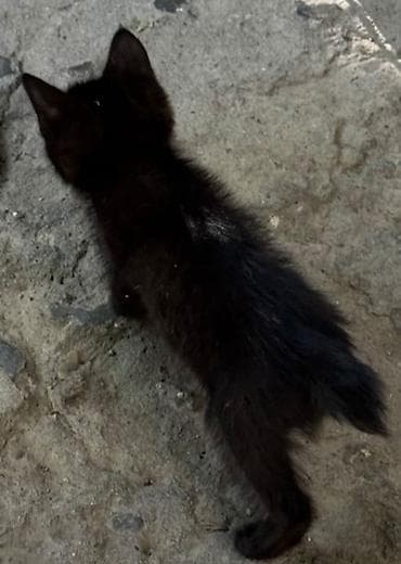 котик 1 месяц: В добрые руки отдаются котята. Помесь простой с бобтейлом, (укороченны — 2