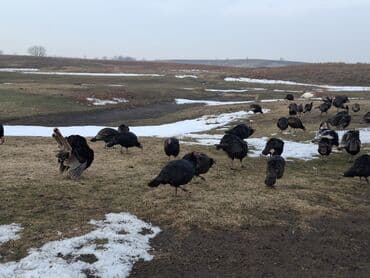 уй айдаган ит: Сатам | Эркек күрп | Кара ханзаада, Түндүк Кавказ | Союуга, Көбөйтүү үчүн | Асыл тукумдуу — 10