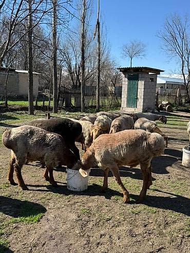 үкү топу: Сатам | Кочкор (эркек) | Аргын, Арашан | Союуга | Асыл тукумдуу — 2