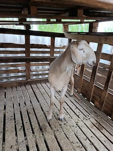 кролики белый великан: Продаю | Ягненок | Арашан | Для разведения — 1