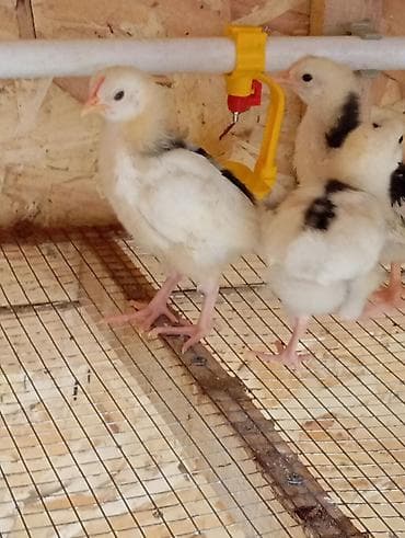 в связи с переездом отдам попугая жако в добрые руки: Продаю | Цыплята | Домашняя | Для разведения — 3